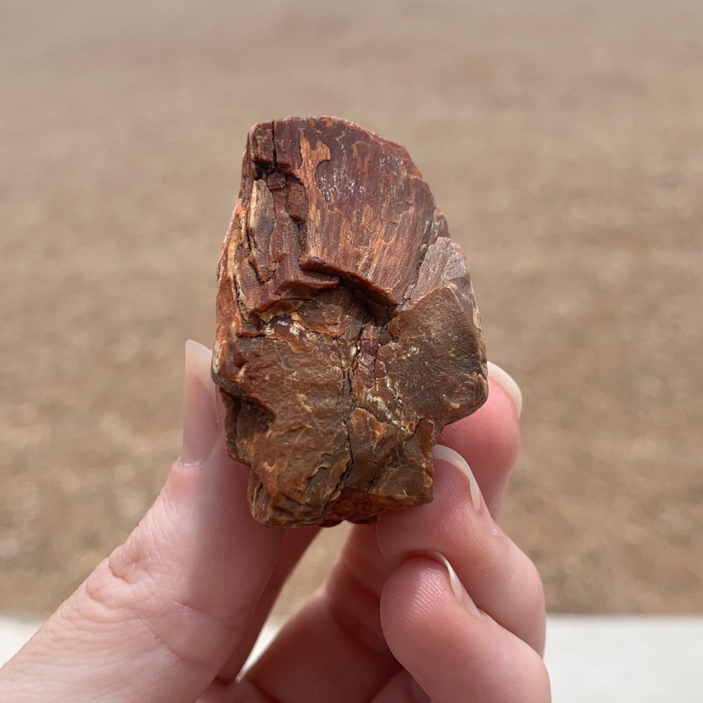Colorful New Mexico Petrified Wood • NM Petrified Wood